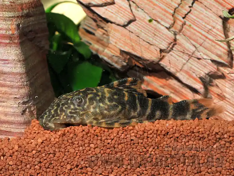 Preisreduziert L015 Zierbinden-Zwergschilderwels (Peckoltia vittata)