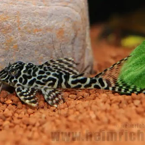 Direkt Vom Hersteller L066 Hypancistrus spec., 4cm (King Tiger Pleco)