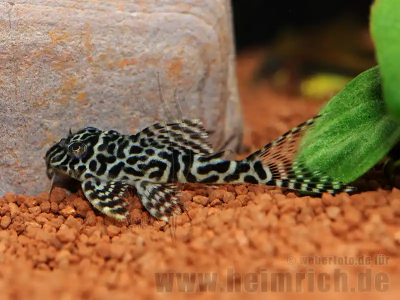 Direkt Vom Hersteller L066 Hypancistrus spec., 4cm (King Tiger Pleco)