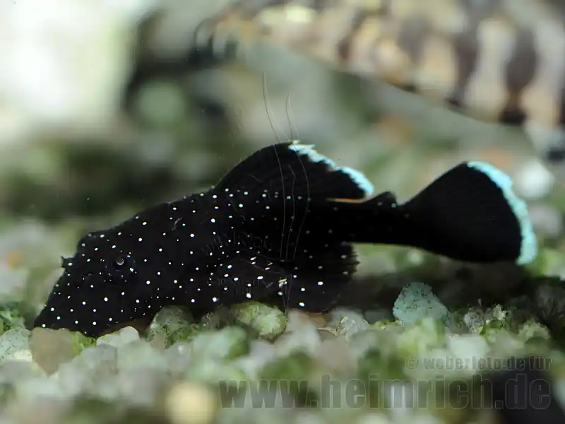 Angebot L181 Weißsaum-Ancistrus, med (Ancistrus dolichopterus)