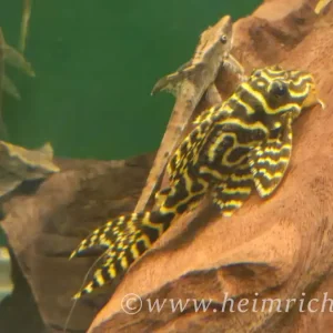 L333 Hypancistrus spec. Königstiger Harnischwels Top-Preis