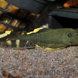 L47 Baryancistrus spec. large "Magnum Prachtharnischwels" Heißes Angebot