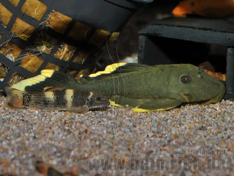 L47 Baryancistrus spec. large "Magnum Prachtharnischwels" Heißes Angebot