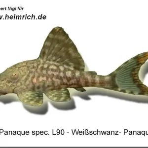 Super-Preis L90 Panaque spec. "Weißschwanz-Panaque"