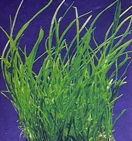 Lilaeopsis mauritiana Finale Aktion
