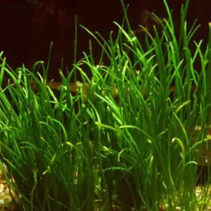 Lilaeopsis, spec. "long leaf" (Langblättrige Graspflanze) Must-Have