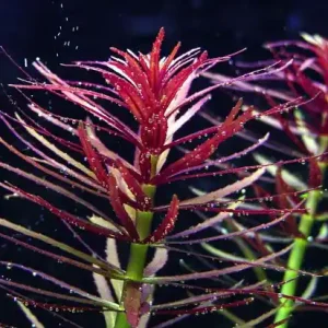 Super-Preis Limnophila aromaticroides