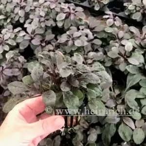 Lobelia cardinalis, rot Versand Am Gleichen Tag
