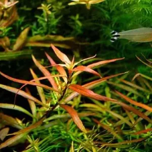 Ludwigia arcuata Schnäppchen