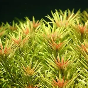 Ludwigia inclinata, cuba Preisreduziert