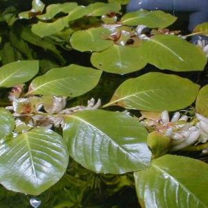 Ludwigia messacana Sofort Bestellen