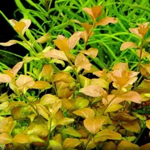 Ludwigia ovalifolia Markenprodukt