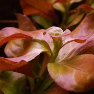 Ludwigia repens Billig
