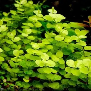 Nur Für Kurze Zeit Lysimachia numm. aurea