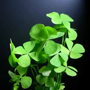 Marsilea hirsuta Must-Have