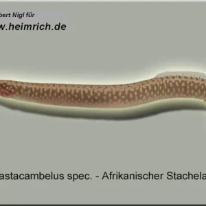 Kracherpreis Mastacambelus spec. (Afrikanischer Stachelaal)
