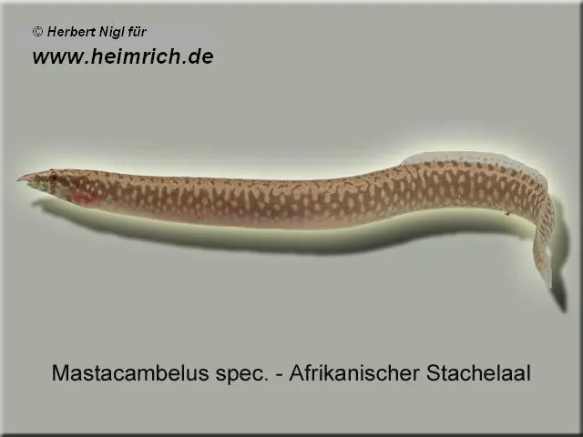 Kracherpreis Mastacambelus spec. (Afrikanischer Stachelaal)