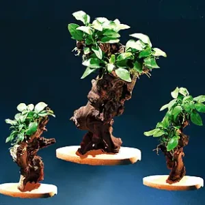 Knallerangebot MBUNAS, ca.15cm (mit Natursteinplatte)