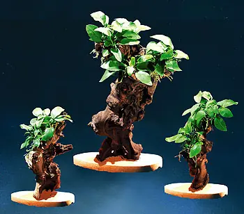 Knallerangebot MBUNAS, ca.15cm (mit Natursteinplatte)