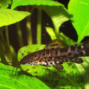 Megalechis thoracata, med (Gemalter Schwielenwels) Begrenztes Angebot