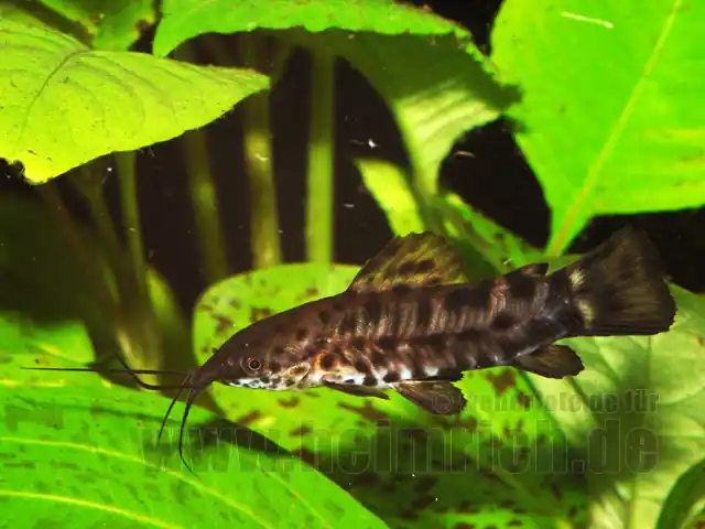 Megalechis thoracata, med (Gemalter Schwielenwels) Begrenztes Angebot