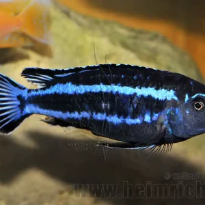 Neu Im Sortiment Melanochromis johanni, männl. XXL