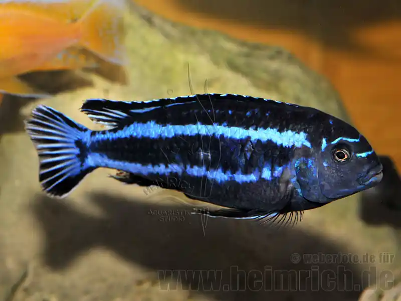 Neu Im Sortiment Melanochromis johanni, männl. XXL