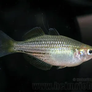 Melanotaenia macullochi, 5 Stück (Zwergregenbogenfisch) Meistverkauft