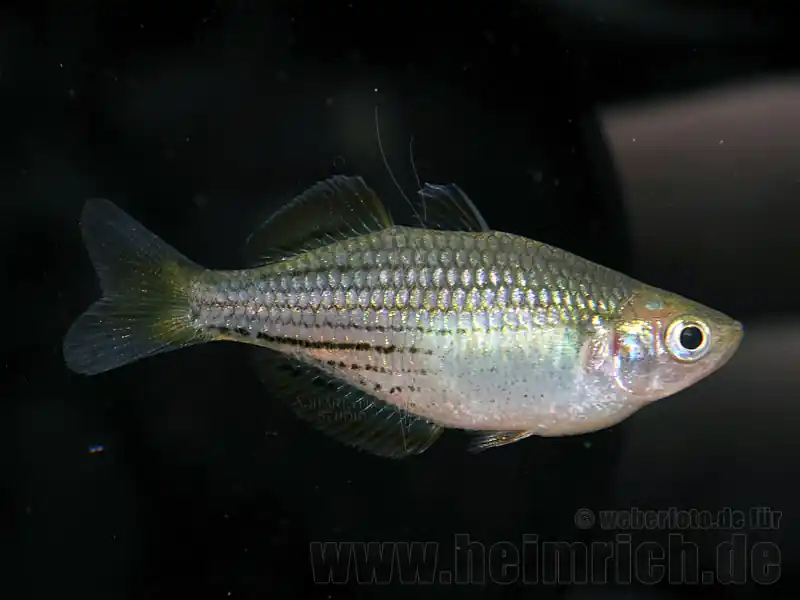 Melanotaenia macullochi, 5 Stück (Zwergregenbogenfisch) Meistverkauft
