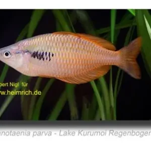 Ausverkauf Melanotaenia parva (Lake Kurumoi Regenbogenfisch)