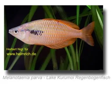 Highlight Melanotaenia parva, 5 Stück (Lake Kurumoi Regenbogenfisch)