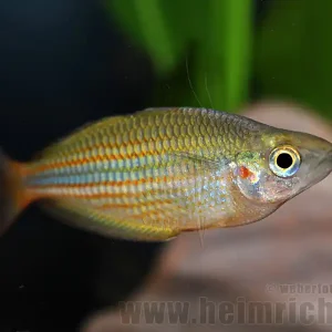 Melanotaenia trifasciata (Juwelen-Regenbogenfisch) Sofort Bestellen