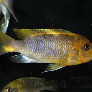 Metriaclima hajomaylandi (männlich) Schnäppchen