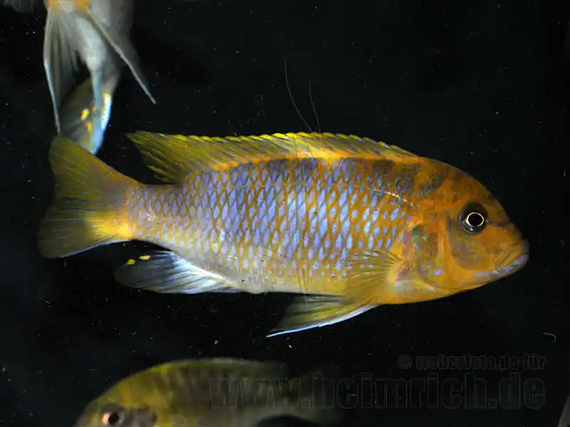 Metriaclima hajomaylandi (männlich) Schnäppchen