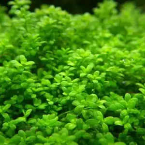 Micranthemum micranthemoides (Zierliches Perlenkraut) Geprüft