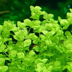 Beliebt Micranthemum umbrosum (Rundliches Perlenkraut)
