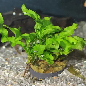 Microsorium pt., spec. undulatus Markenprodukt