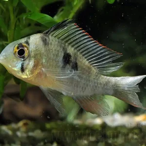 Mikrogeophagus altispinosa, lg (Bolivianischer Schmetterlingsbun Bestpreis