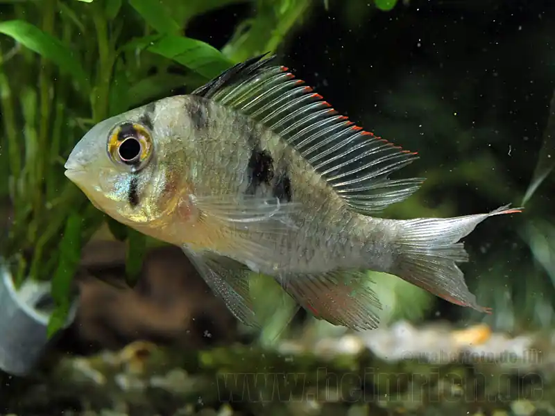 Mikrogeophagus altispinosa, lg (Bolivianischer Schmetterlingsbun Bestpreis