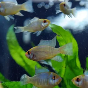 Schneller Versand Mikrogeophagus ramirezi 'Elektric Blue', Paar lg