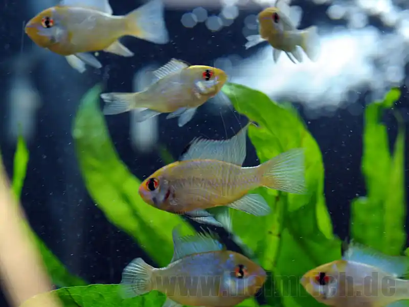 Schneller Versand Mikrogeophagus ramirezi 'Elektric Blue', Paar lg