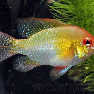Kracherpreis Mikrogeophagus ramirezi GOLD, XL (Schmetterlingsbuntbarsch)