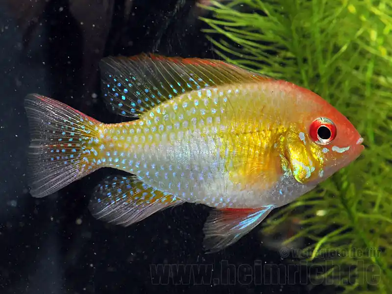 Kracherpreis Mikrogeophagus ramirezi GOLD, XL (Schmetterlingsbuntbarsch)