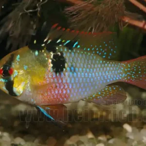 Mikrogeophagus ramirezi, lg weibl. (Schmetterlingsbuntbarsch) Sichere Zahlung