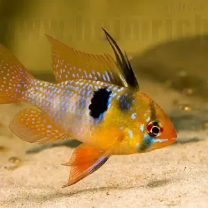 Schneller Versand Mikrogeophagus ramirezi, med. (Schmetterlingsbuntbarsch)
