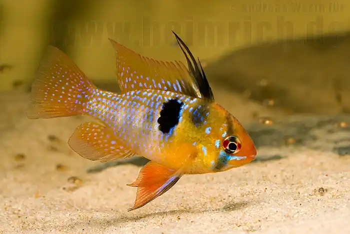 Schneller Versand Mikrogeophagus ramirezi, med. (Schmetterlingsbuntbarsch)