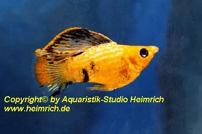 Billig Molly "GOLD-Puder", lg (Xiph. sphenops, spec. Gold-Puder)