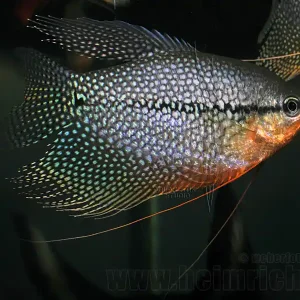 Jetzt Bestellen Mosaikfadenfisch, SHOW-Zuchtpaar (Trichogaster leeri)