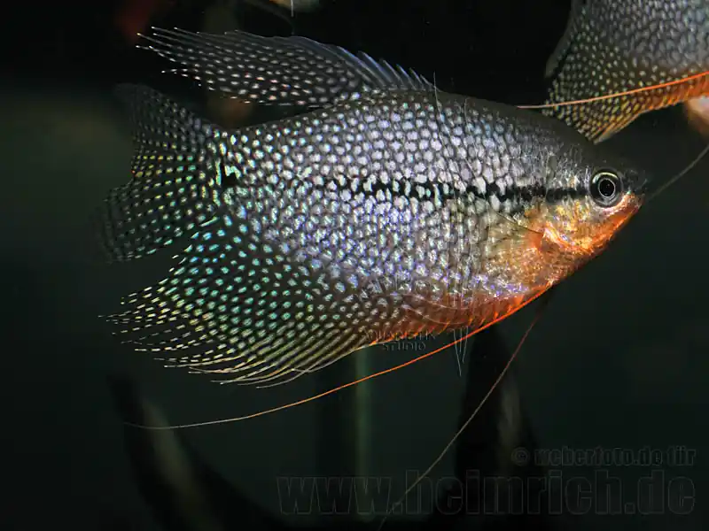 Jetzt Bestellen Mosaikfadenfisch, SHOW-Zuchtpaar (Trichogaster leeri)
