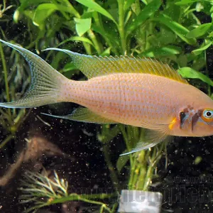 Rabatt Neolamprologus brichardi (Feenbuntbarsch)